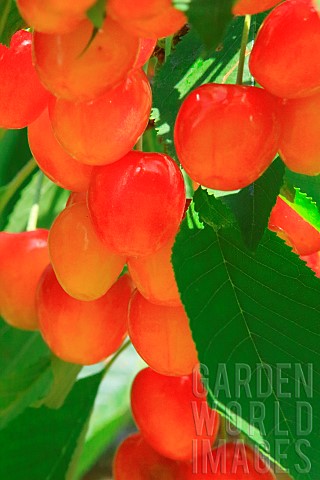 Cherry_Prunus_cerasus_on_tree