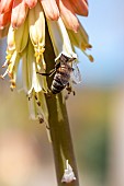 Honey bee (Apis mellifera) foraging on Tritoma (Kniphofia sp.)