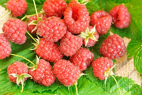 Freshly_picked_Raspberries_Rubus_idaeus_soft_fruits
