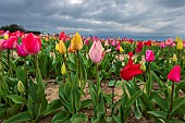 Tulip field, spring, Pas de Calais, France