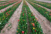 Tulip field, spring, Pas de Calais, France