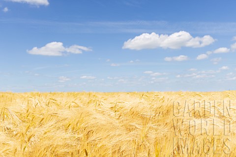 Barley_field_spring_Pas_de_Calais_France