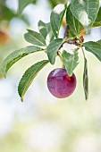 Cherry Plum (Prunus cerasifera) fruit, Vaucluse, France