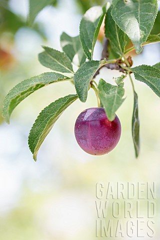 Cherry_Plum_Prunus_cerasifera_fruit_Vaucluse_France