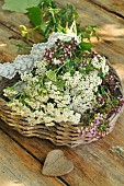 Bouquet of wild flowers, Milfoil (Achillea millefolium) and Oregano (Origanum vulgare), aromatic and medicinal plants