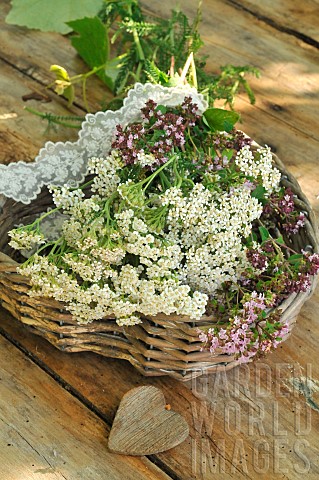 Bouquet_of_wild_flowers_Milfoil_Achillea_millefolium_and_Oregano_Origanum_vulgare_aromatic_and_medic