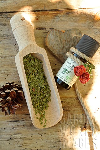 Tarragon_Artemisia_dracunculus_essential_oils_aromatic_plants_benefits__health