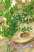 Butchers broom (Ruscus aculeatus) , undergrowth plant, Phytotherapy: the dried and crushed rhizome is used for blood circulation problems, vasculoprotective, venotonic, anti-edematous