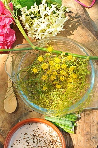 Wild_fennel_Foeniculum_vulgare_aromatic_purifying_and_revitalising_plant_with_therapeutic_qualities_