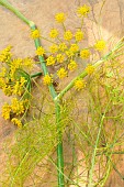 Wild fennel (Foeniculum vulgare), aromatic, purifying and revitalising plant with therapeutic qualities, aniseed flavour in cooking