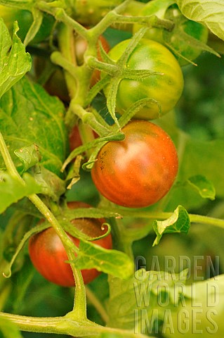 Cherry_tomatoes_Solanum_lycopersicum_in_the_garden
