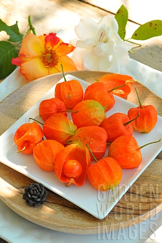Ripe_Physalis_fruit_in_its_calyx_source_of_vitamin_C_antioxidant