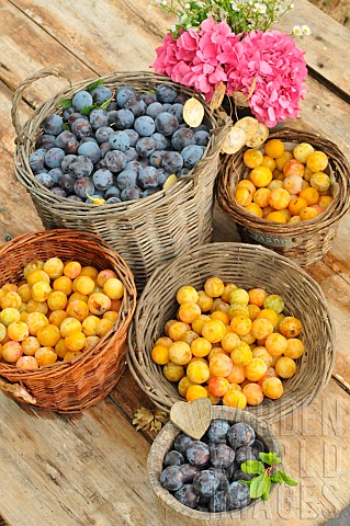 Harvesting_red_plums_and_mirabelle_plums_in_baskets_and_flowers