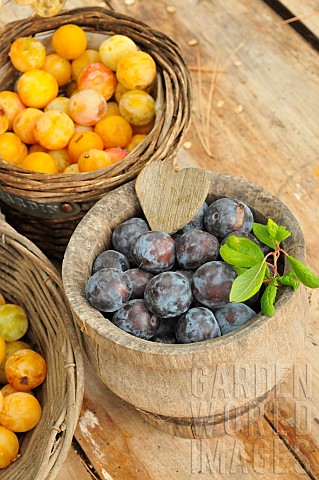Harvesting_red_plums_and_mirabelle_plums_in_baskets