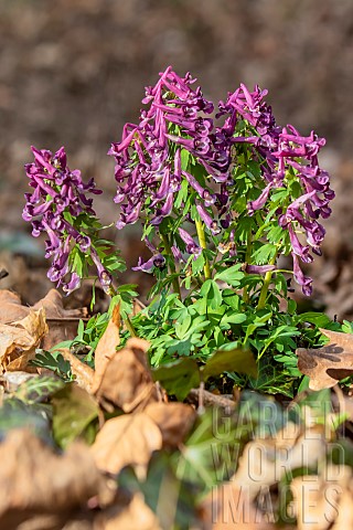 Spring_fumewort_Corydalis_solida_clump_of_purple_flowers_on_the_ground_of_an_undergrowth_in_spring_a