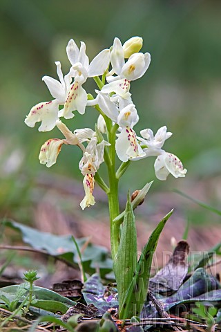 Provence_orchid_Orchis_provincialis_detail_of_a_flowering_plant_in_spring_in_an_undergrowth_near_Pie