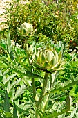 Globe artichoke (Cynara scolymus) in garden