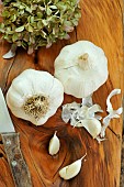 Garlic (Allium sativum,), cooking, garlics virtues, health