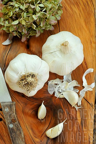 Garlic_Allium_sativum_cooking_garlics_virtues_health