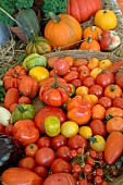 Harvesting Tomatoes (Solanum lycopersicum) of different varieties