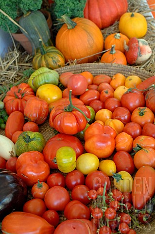Harvesting_Tomatoes_Solanum_lycopersicum_of_different_varieties