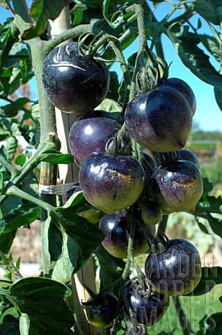Black_tomatoes_Solanum_lycopersicum_on_plant