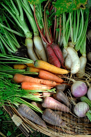 Different_varieties_of_Carrots_Daucus_carota_and_Turnips_Brassica_rapa_garden_vegetables