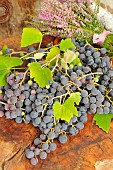 Black grape (Vitis vinifera) harvest and Bouquet of Heather (Calluna vulgaris)