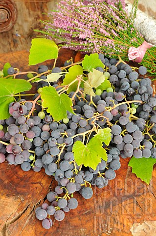 Black_grape_Vitis_vinifera_harvest_and_Bouquet_of_Heather_Calluna_vulgaris