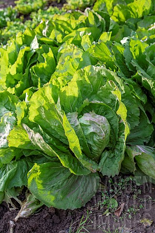 Chicory_salad_in_a_vegetable_garden_autumn_Moselle_France