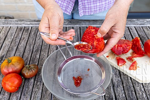 Harvesting_seeds_of_old_variety_tomatoes_Coeur_de_boeuf