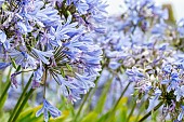 African lily (Agapanthus sp.), Brehat, Cotes-dArmor, France