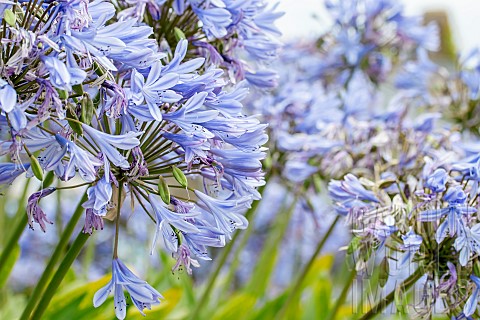 African_lily_Agapanthus_sp_Brehat_CotesdArmor_France