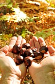 Chestnuts held in the forest, fruit of the chestnut tree, Castanea sativa