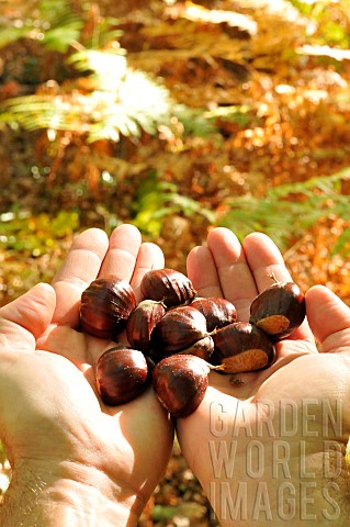 Chestnuts_held_in_the_forest_fruit_of_the_chestnut_tree_Castanea_sativa