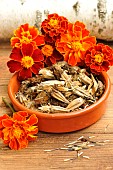 Collecting seeds of French marigold, Tagetes patula, and flowers