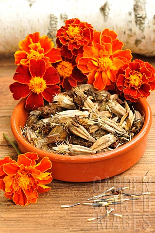 Collecting_seeds_of_French_marigold_Tagetes_patula_and_flowers