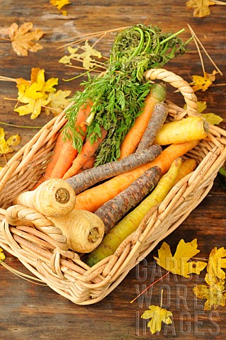 Parsnips_Pastinaca_sativa_Carrots_Carota_daucus_rainbow_and_carrot_leaves