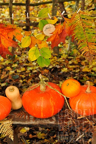 Hello_Autumn_hanging_coloured_leaves_and_pumpkin_and_butternut_squash