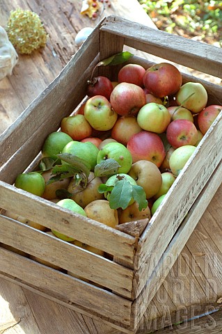 Cage_of_mixed_apples_Canadian_apples_Granny_smith_apples_and_red_apples