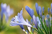 African lily (Agapanthus africanus) flowers