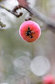 Crabapple (Malus sp.) in autumn
