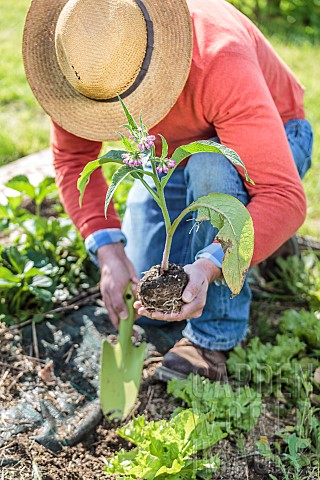 Man_planting_a_plant_of_comfrey_in_the_vegetable_garden_in_spring_Crop_protection_method_and_forager