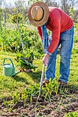Man tending the vegetable garden, in spring. Weeding the rows.