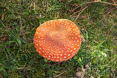 Fly_Agaric_Amanita_muscaria_Alsace_France