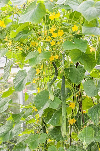 Cucumber_Vert_trs_long_de_Chine_in_greenhouse