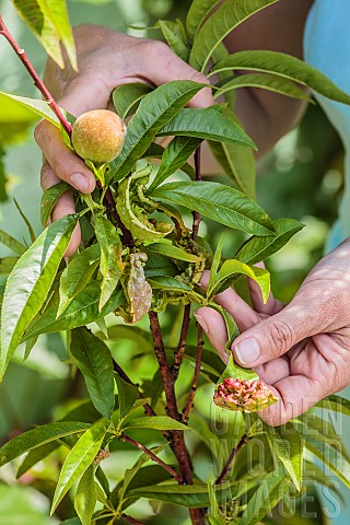 Examination_of_a_peach_leaf_affected_by_leaf_curl_in_spring