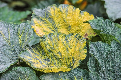 Physiological_leaf_yellowing_on_a_yellowfruited_courgette_a_classic_symptom_on_yellowfruited_varieti