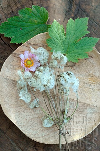 Japanese_Anemone_Anemone_japonica_and_seeds_in_a_cottony_shell_leaf_and_flower