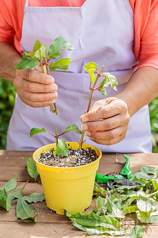 Woman_cutting_fuchsias_in_summer_Technique_of_taking_cuttings_from_a_portion_of_the_stem